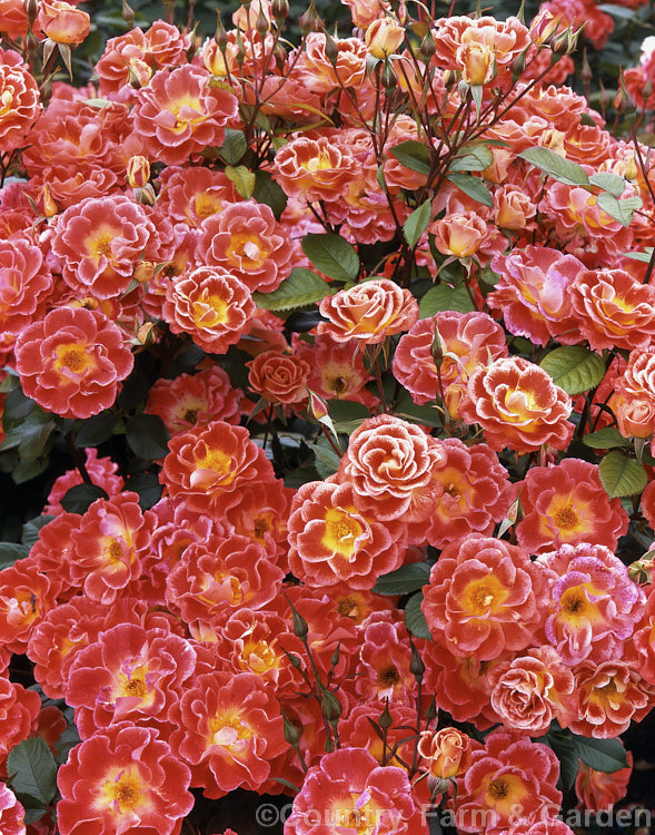 Rosa 'Rock 'n' Roll' ('Picasso' hybrid</i>), a Cluster-flowered (<i>Floribunda</i>) bush raised by McGredy of New Zealand in 1989. Also known as 'Tango'. Order: Rosales, Family: Rosaceae