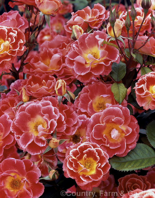 Rosa 'Rock 'n' Roll' ('Picasso' hybrid</i>), a Cluster-flowered (<i>Floribunda</i>) bush raised by McGredy of New Zealand in 1989. Also known as 'Tango'. Order: Rosales, Family: Rosaceae