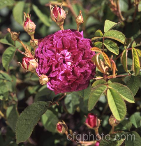 Rosa 'Nannette', a compact. Gallica rose of unknown parentage, dating from before 1848. Order: Rosales, Family: Rosaceae