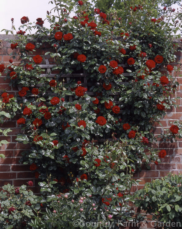 Rosa 'Dublin Bay ('Bantry Bay' x 'Altissimo'), a Cluster-flowered (<i>Floribunda</i>) climbing rose raised by McGredy of New Zealand and introduced in 1975. It may be grown as a shrub. Order: Rosales, Family: Rosaceae