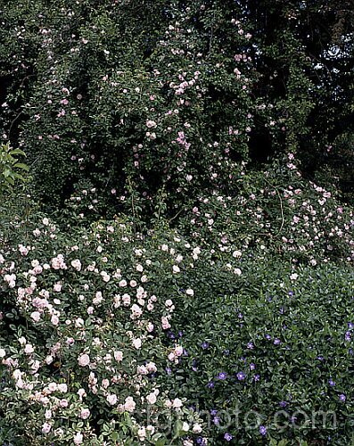 Rosa 'Flora' (syn 'Flore' [Rosa sempervirens hybrid]), a vigorous, once-flowering, faintly scented. Rambler rose that spreads over the ground as well as climbing. Order: Rosales, Family: Rosaceae