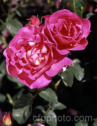 Rosa 'The Herbalist', a 15m tall, fragrant, repeat flowering. English rose raised by Austin of England in 1994. Order: Rosales, Family: Rosaceae
