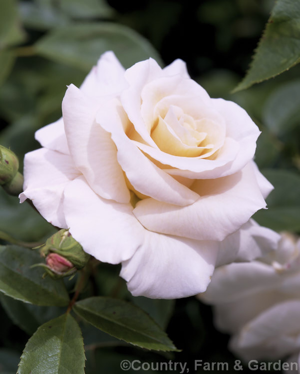 Rosa 'Iris Gee' (sport of 'Liverpool Echo'), a compact. Cluster-flowered (<i>Floribunda</i>) bush rose that often has a particularly large number of blooms in its flower clusters. Order: Rosales, Family: Rosaceae