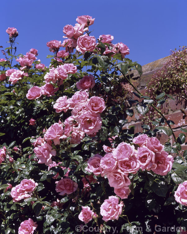Rosa 'Bantry Bay' ('New Dawn' x 'Korona'), a climbing. Cluster-flowered (<i>Floribunda</i>) raised by McGredy of Northern Ireland and introduced in 1967. Order: Rosales, Family: Rosaceae