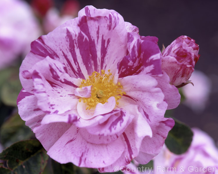 Rosa gallica 'Versicolor' (syn 'Rosa. Mundi' [sport of Rosa gallica 'Officinalis'), a bicolor form of the apothecaries' rose known since the 16th century. Order: Rosales, Family: Rosaceae
