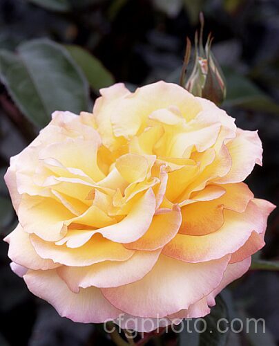Rosa 'Solitaire' ('Freude' x 'Benson &. HedgesGold'), a Large-flowered (<i>Hybrid Tea</i>) bush raised by McGredy of New Zealand in 1987. Order: Rosales, Family: Rosaceae