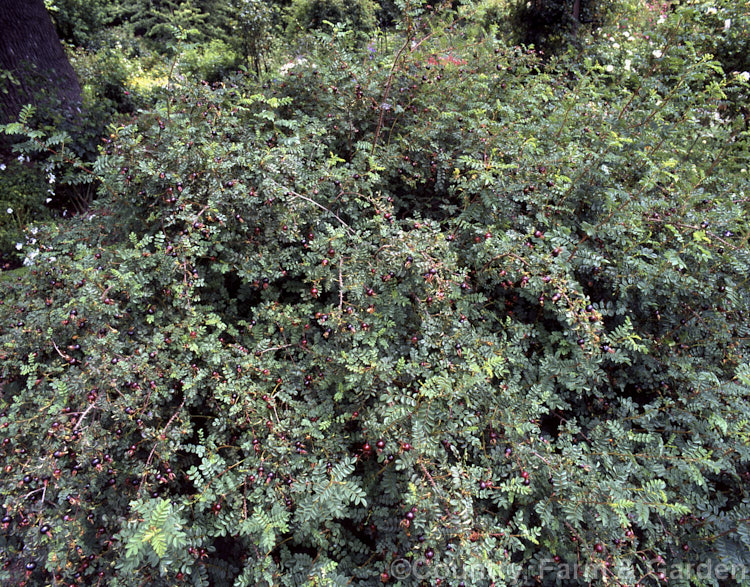 Rosa pimpinellifolia 'Double. White' with its dark red to near black hips. This cultivar of the Scotch or Burnet. Rose ultimately grows to 2m tall and wide but remains compact for many years. Order: Rosales, Family: Rosaceae