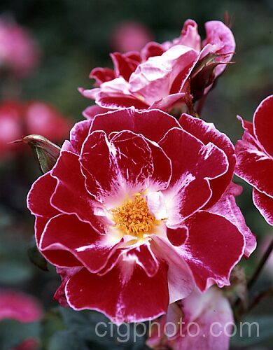 Rosa 'Old Master' ('Maxi' x ['Evelyn Fison' x ('Orange Sweetheart' x 'Fruhlingsmorgen</i>)]), a Cluster-flowered (<i>Floribunda</i>) bush raised by McGredy of New Zealand in 1974. It was one of the early 'hand-painted' roses, so called for their subtle colour gradations. Order: Rosales, Family: Rosaceae