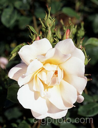 Rosa 'Jacquenetta' ('Charles Austin' seedling</i>), an English Rose introduced by Austin of England in 1983. It grows to around 12m high and wide and is quite strongly scented. Order: Rosales, Family: Rosaceae