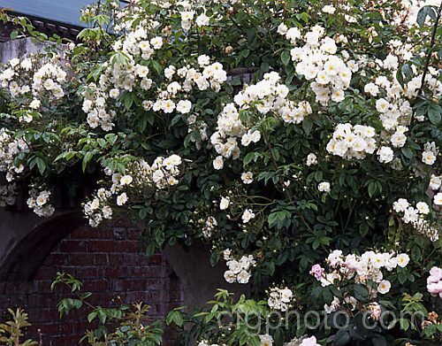 Rosa 'Wedding Day', (probably a Rosa sinowilsonii hybrid</i>), a rampant once-flowering climbing. Wild rose. It originated in Sussex, England in 1950. Order: Rosales, Family: Rosaceae