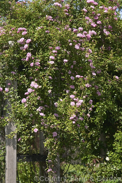 Rosa 'Pompon de Paris', a slightly fragrant miniature climbing. China. Rose It is a sport of a bush of the same name, which was introduced in 1839. Order: Rosales, Family: Rosaceae