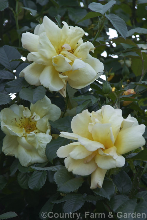 Rosa 'Maigold', ('Poulsen's Pink' x 'Fruhlingstag'), a climber introduced by the German breeder. Kordes in 1953. It flowers early and grows to as much as 6m tall Order: Rosales, Family: Rosaceae