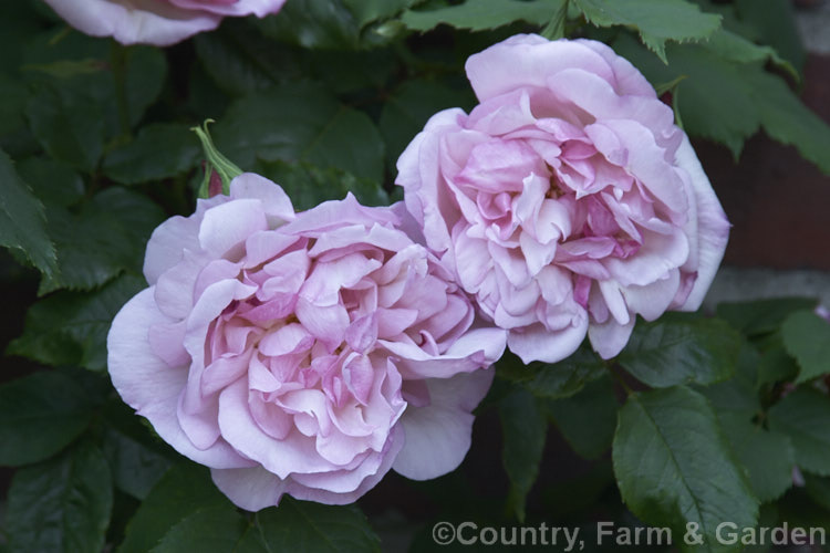 Rosa 'Lady Waterlow', ('La France de '89' x 'Mme Marie Lavalley'), a 4m tall climbing. Hybrid Tea rose raised by the French breeder. Nabonnard in 1903. Order: Rosales, Family: Rosaceae