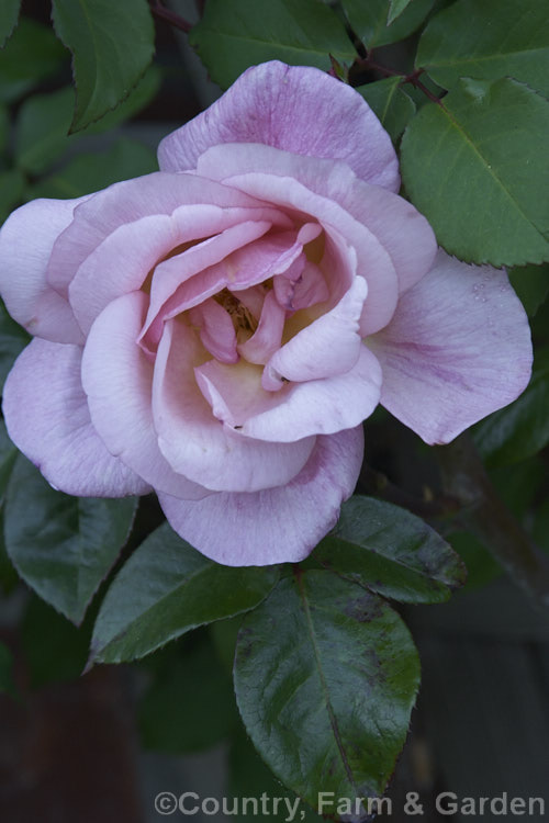 Rosa 'Lady Sylvia', introduced in 1933 by the English breeder. Walter. Stevens, this is a climbing sport of the 1925. Large-flowered (<i>Hybrid Tea</i>) bush introduced by GA Stevens of the USA It grows to over 3m high and wide. Order: Rosales, Family: Rosaceae