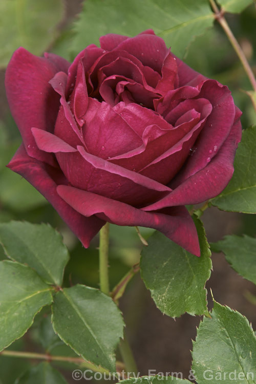 Rosa 'Mme Louis Laparriere' ('Crimson Glory x seedling</i>), a compact. Large-flowered (<i>Hybrid Tea</i>) bush with large, fragrant, double flowers. Raised by Laparriere of France in 1951. Order: Rosales, Family: Rosaceae