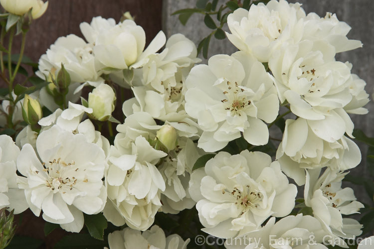 Rosa 'The Pearl' ('Tom. Thumb' x Rosa banksiae 'Lutescens'), a repeat-flowering. Rambler with small, fragrant, creamy white, semi-double to double flowers. Bred in 1961 by Mansuino of Italy. Order: Rosales, Family: Rosaceae