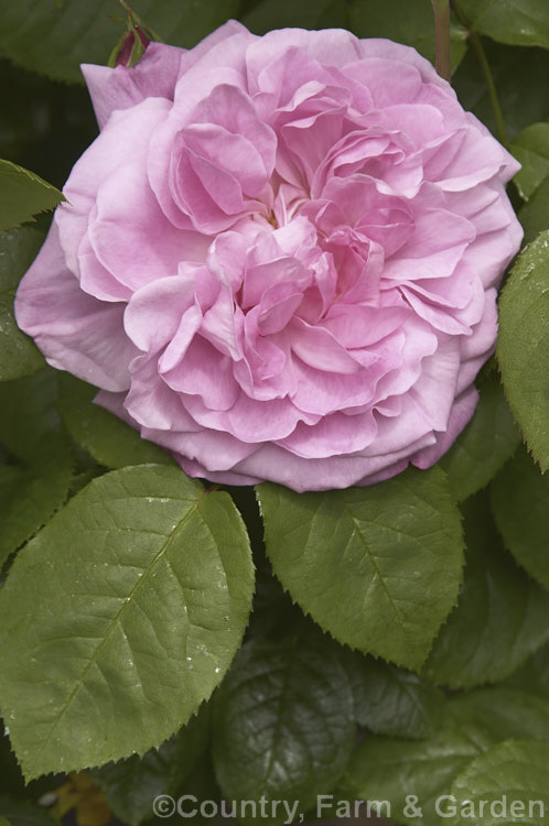 Rosa ''Mary Rose' (seedling x 'The Friar'), a very fragrant. English Shrub rose raised by Austin of England in 1983. It grows to around 15m tall Order: Rosales, Family: Rosaceae