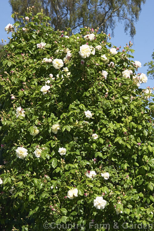 Rosa 'Celine. Forestier', a climbing. Tea/Noisette hybrid rose raised by Trouillard in 1842. It grows to around 5m tall, flowers continuously and is scented. Order: Rosales, Family: Rosaceae