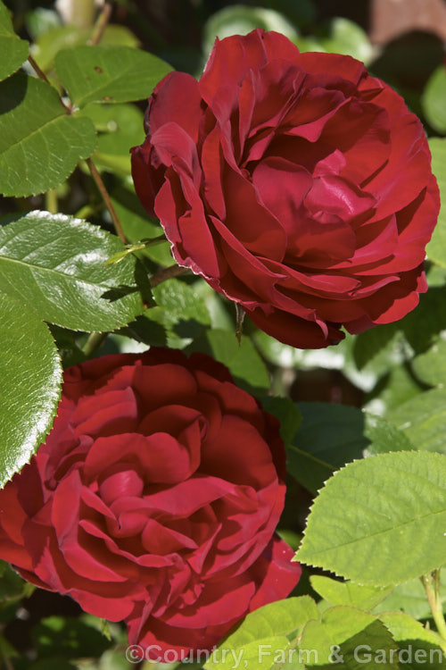 Rosa 'Dublin Bay ('Bantry Bay' x 'Altissimo'), a Cluster-flowered (<i>Floribunda</i>) climbing rose raised by McGredy of New Zealand and introduced in 1975. It may be grown as a shrub. Order: Rosales, Family: Rosaceae