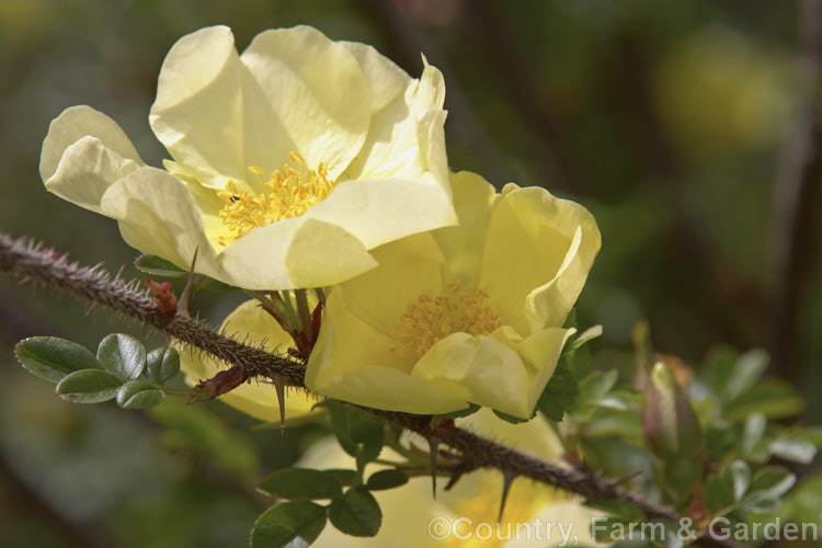 Rosa xanthina 'Canary. Bird' (<i>R xanthina forma spontanea x R xanthina forma hugonis</i>), an inter-form hybrid of Rosa xanthina, a spreading 3m tall rose species from China and Korea, with larger flowers than the species. Order: Rosales, Family: Rosaceae