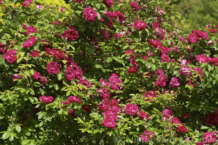 Rosa 'Caporusso', a very early-flowering hybrid Rugosa of uncertain origins. Order: Rosales, Family: Rosaceae