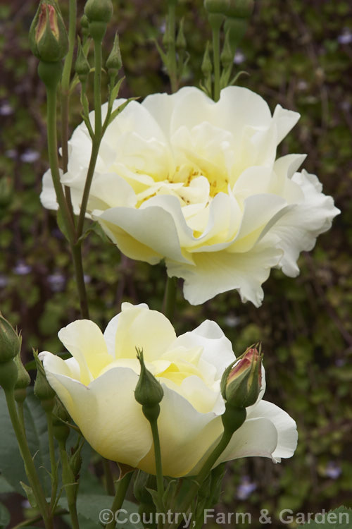 Rosa 'Windrush' ('Canterbury' x 'Golden Wings'), an English Shrub Rose raised by David Austin of England in 1984. It is repeat-blooming, grows to around 15m high and wide, and has fragrant flowers. Order: Rosales, Family: Rosaceae