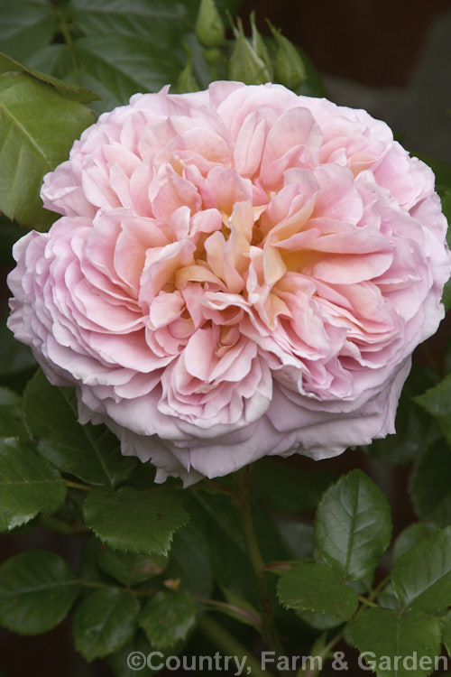 Rosa 'Abraham Darby' ('Aloha' x 'Yellow Cushion'), a fragrant, large-flowered English Shrub Rose raised by David Austin of England in 1985. It can be grown as a climber. Order: Rosales, Family: Rosaceae