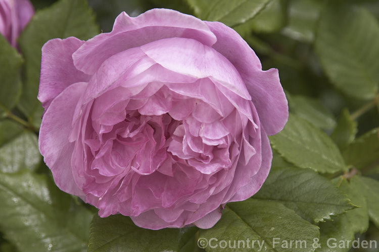 Rosa 'La Reine. Victoria', a Bourbon shrub rose raised by Schwartz of France in 1872. Also known as 'Reine. Victoria'. Order: Rosales, Family: Rosaceae