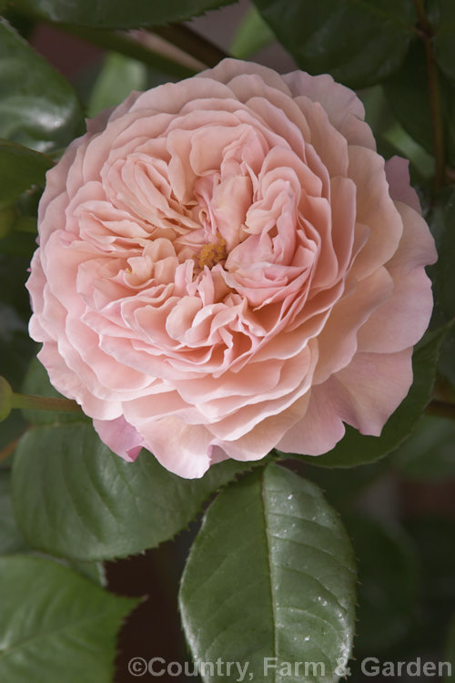 Rosa 'Leander' ('Charles Austin' x seedling</i>), an English Shrub Rose raised by David Austin of England in 1982. It may be used as a shrub or climber. Order: Rosales, Family: Rosaceae