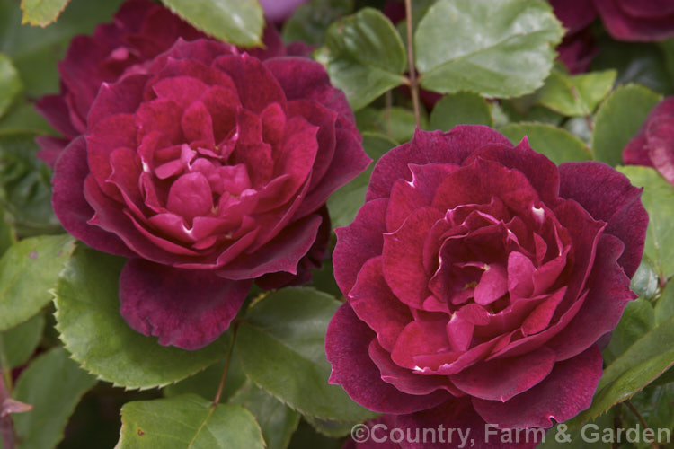 Rosa 'Cardinal. Hume' (seedling x 'Frank. Naylor'), a relatively low, spreading. Shrub rose raised by Harkness of England in 1984. The flowers have a musk scent. Order: Rosales, Family: Rosaceae