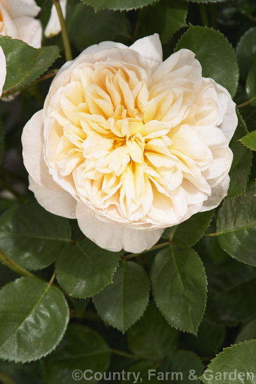 Rosa 'Jayne. Austin' ('Graham. Thomas' x 'Tamora'), an English Shrub Rose bred by David Austin of England in the early 1990s. Order: Rosales, Family: Rosaceae
