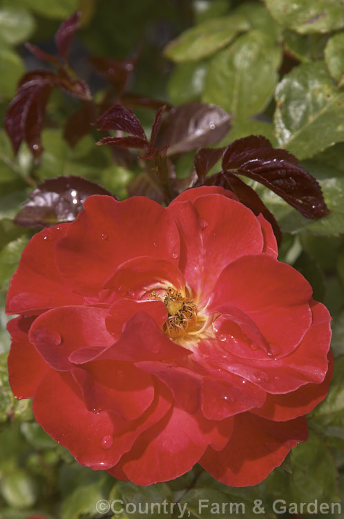 Rosa 'Kapai' ('Madame Bollinger' x 'Tombola'), a Cluster-flowered (<i>Floribunda</i>) bush raised by McGredy of New Zealand in 1977. It is repeat-flowering and slightly scented. Order: Rosales, Family: Rosaceae