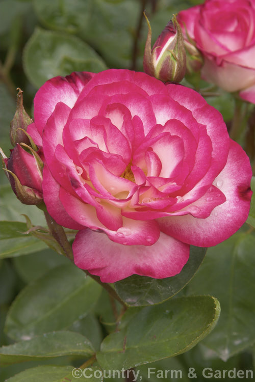 Rosa 'Raspberry. Ice' (syn 'Hannah. Gordon' [seedling x 'Strawberry Ice']), a compact, heavy-flowering. Cluster-flowered (<i>Floribunda</i>) bush raised by Kordes of Germany and introduced in 1983. Order: Rosales, Family: Rosaceae