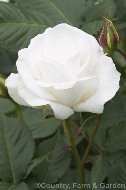 Rosa 'Margaret Merril' (['Rudolph Timm' x 'Dedication'] x 'Pascali'), a compact, fragrant. Cluster-flowered (<i>Floribunda</i>) bush raised by Harkness of England and introduced in 1978. Order: Rosales, Family: Rosaceae
