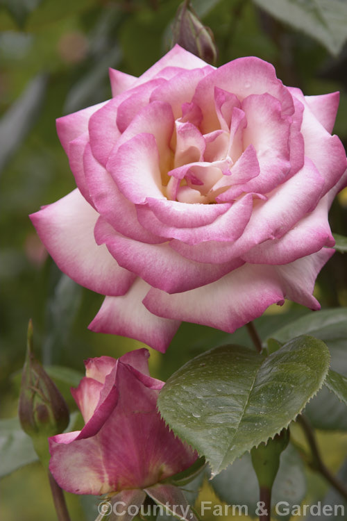 Rosa 'Handel' ('Columbine' x 'Heidelberg'), a Cluster-flowered (<i>Floribunda</i>) climber raised by McGredy of Northern Ireland and introduced in 1965. Order: Rosales, Family: Rosaceae