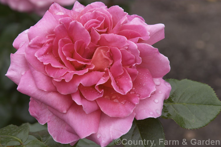 Rosa 'Mrs Edward. Laxton' ('Mrs Henry. Bowles' x 'Shot Silk'), a Large-flowered (<i>Hybrid Tea</i>) bush raised by Laxton. Brothers of England in 1935. Order: Rosales, Family: Rosaceae