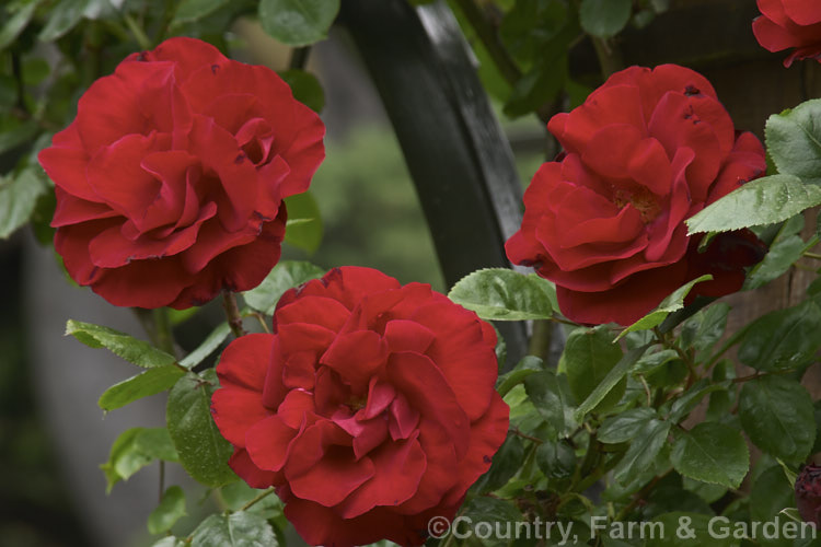 Rosa 'Santana', a very hardy. Large-flowered (<i>Hybrid Tea</i>) climber raised by Tantau of Germany in 1984. Order: Rosales, Family: Rosaceae