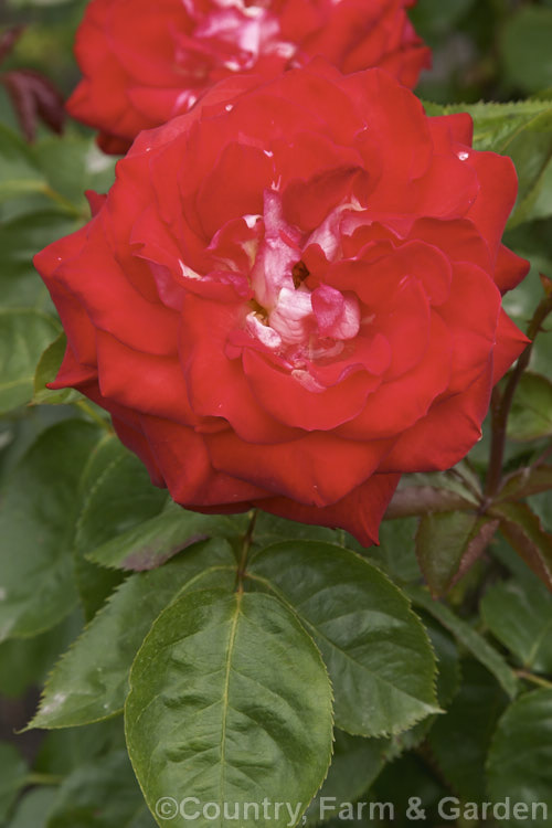 Rosa 'Scherzo' ('Tamango' x 'Frenzy'), a compact. Cluster-flowered (<i>Floribunda</i>) bush raised by Paolino of France in 1975. Order: Rosales, Family: Rosaceae