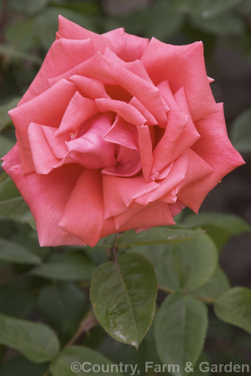 Rosa 'Ginger Rogers' ('Tropicana' x 'Miss Ireland'), a Large-flowered (<i>Hybrid Tea</i>) bush raised by McGredy of Northern Ireland in 1969. It is repeat flowering and noticeably fragrant. Order: Rosales, Family: Rosaceae