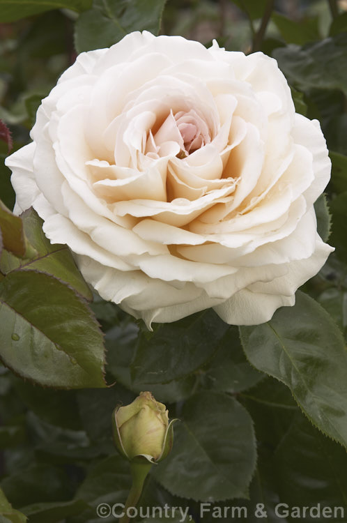 Rosa 'Auckland. Metro' ('Sexy Rexy' x 'Ferry Porsche'), a Cluster-flowered (<i>Floribunda</i>) bush raised by McGredy of New Zealand in 1987. Order: Rosales, Family: Rosaceae