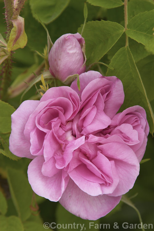 Summer. Damask Rose (<i>Rosa x damascena</i>), a Rosa gallica x Rosa phoenicea hybrid dating from the Middle. Ages. This rose was very important in the development of the early hybrids. Order: Rosales, Family: Rosaceae