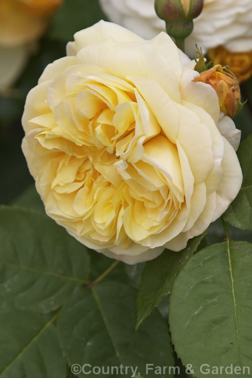Rosa 'Yellow Charles Austin', (sport of 'Charles Austin'). A strongly scented. English Shrub Rose raised by David Austin of England in 1981. Order: Rosales, Family: Rosaceae
