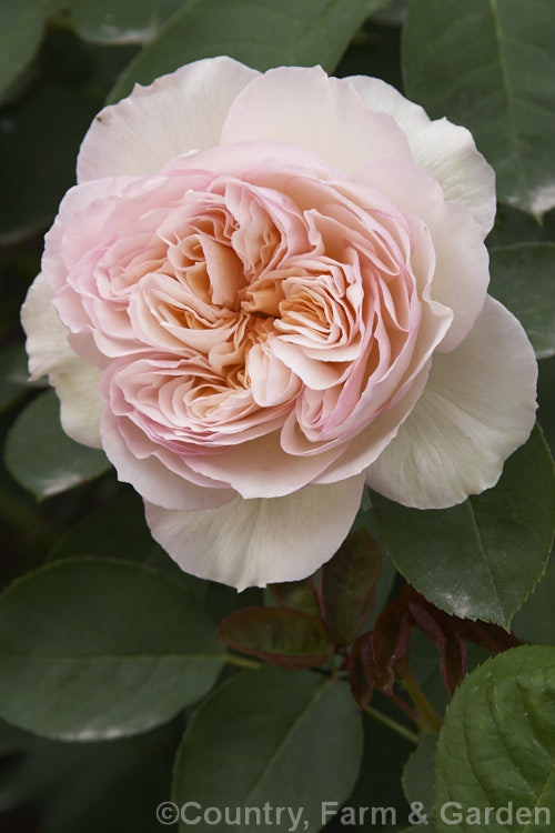 Rosa 'Perdita', ('The Friar' x 'Iceberg' seedling</i>), a very fragrant. English rose raised by Austin of England in 1983. It is a small bush that is repeat flowering. Order: Rosales, Family: Rosaceae