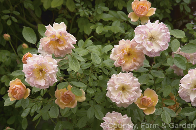 Rosa 'Phyllis. Bide', ('Perle d'Or' x 'Gloire de Dijon'), a vigorous, heavy-flowering. Rambler rose raised by Bide &. Sons of England in 1923. It grows to around 4m tall and blooms in late spring. Order: Rosales, Family: Rosaceae