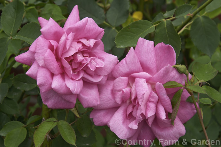 Rosa 'Adam Messerich', a lax-growing, very fragrant Bourbon rose raised by Lambert of Germany in 1920. Order: Rosales, Family: Rosaceae