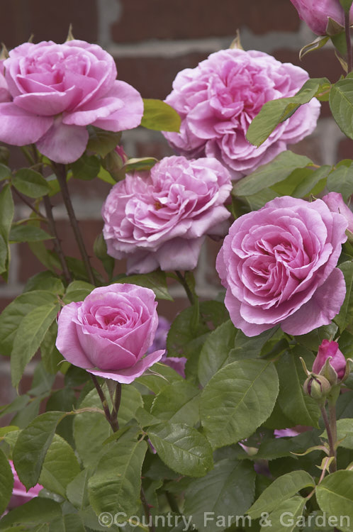 Rosa 'Gertrude Jekyll' ('Wife of Bath'- x 'Comte de Chambord'), a strongly scented. English Shrub Rose raised by David Austin of England in 1986. Order: Rosales, Family: Rosaceae