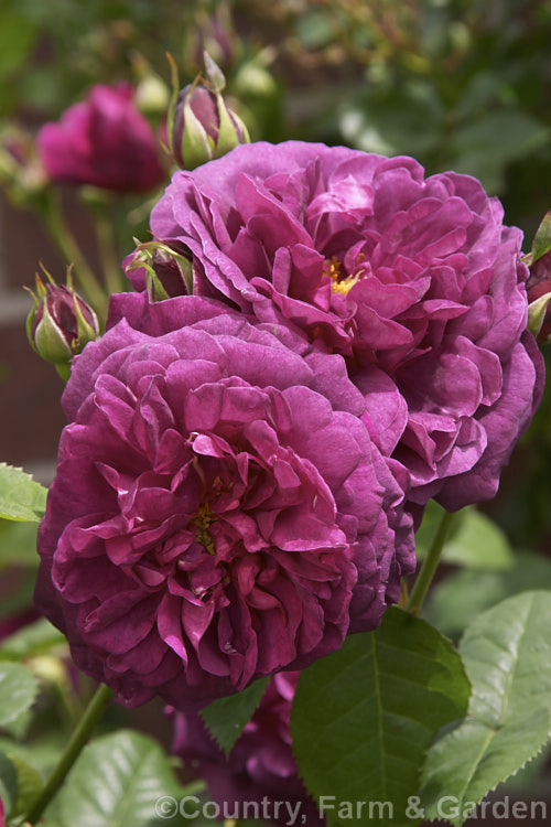 Rosa 'Chianti' (<i>Rosa x macrantha x 'Vanity'). A Macrantha. Shrub rose raised by David Austin of England in 1965. The colour intensifies as the flowers age. Order: Rosales, Family: Rosaceae