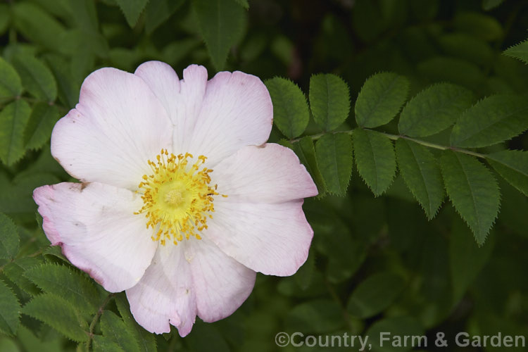 Rosa hirtula, a spreading bush with simple flowers and thorny stems. It is native to Japan and very similar to Rosa roxburghii. The buds are covered with small tubercles, but these are not really fine enough to be called 'moss'. Order: Rosales, Family: Rosaceae