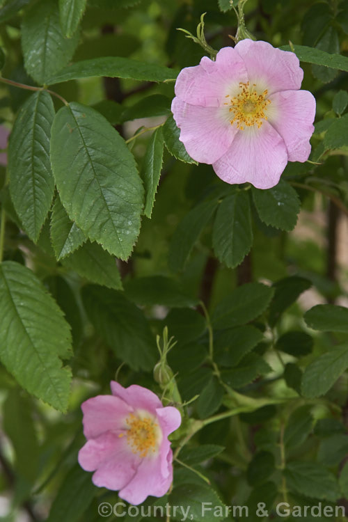 Rosa ussuriensis, a rarely cultivated. Siberian shrub rose with small, rather sparse flowers. Order: Rosales, Family: Rosaceae