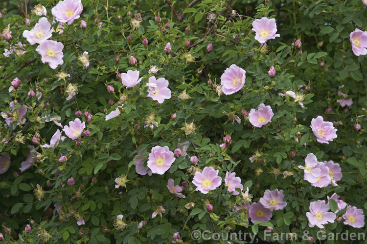 Western Wild Rose (<i>Rosa woodsii var. fendleri</i>), a variety of a western and central North American species. It differs from the species in having bristly flower stems. Order: Rosales, Family: Rosaceae